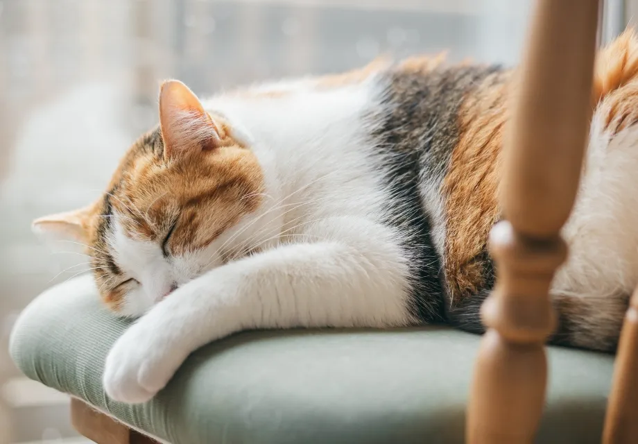高齢のわんちゃん・ネコさん