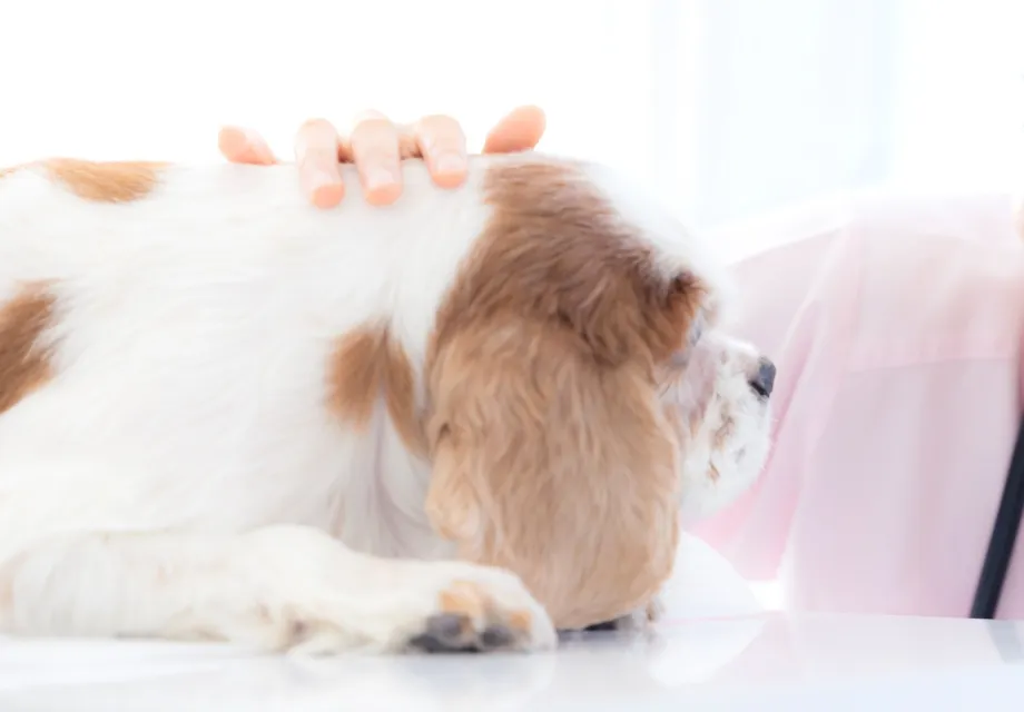 避妊・去勢手術