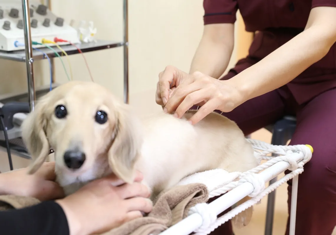 手術以外の治療の一助として安全で優しい鍼治療