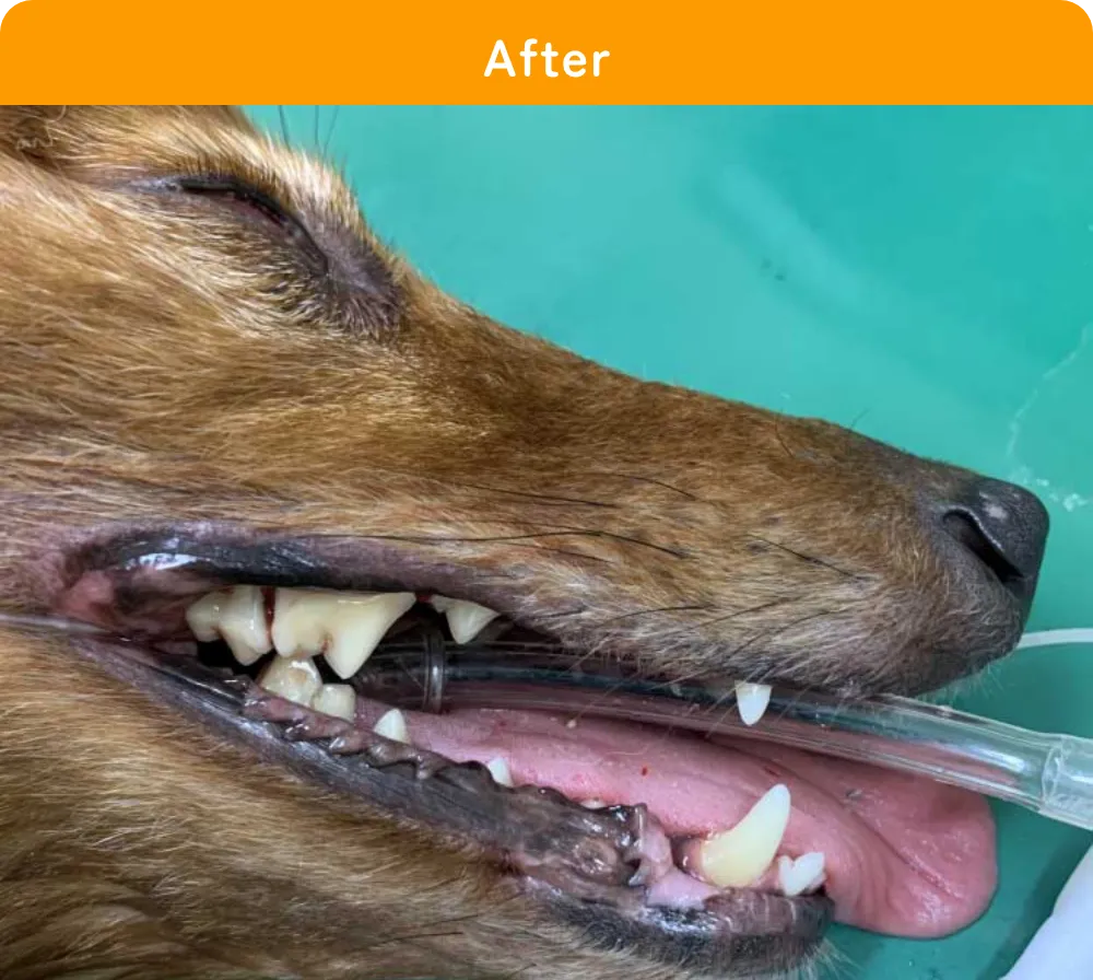 わんちゃんの治療例アフター