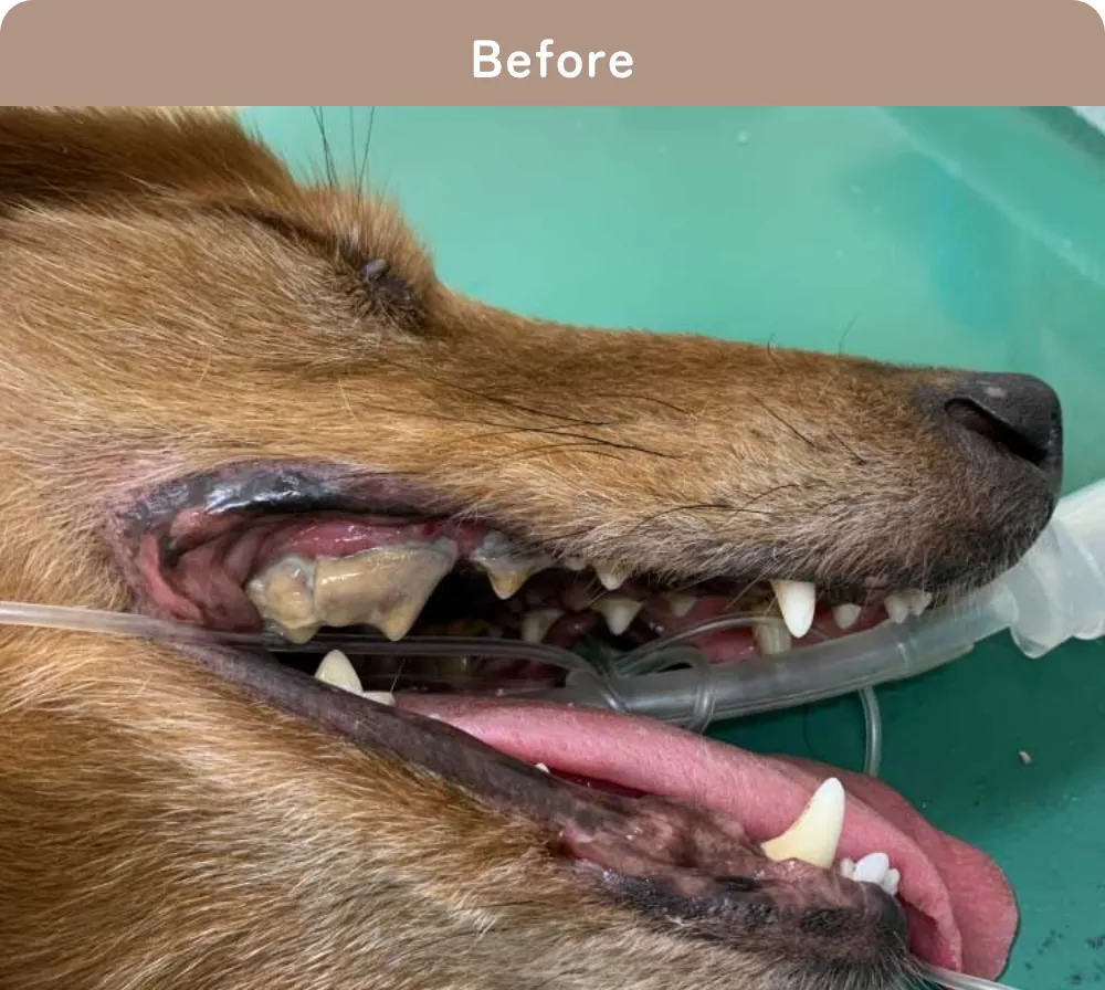 わんちゃんの治療例ビフォア