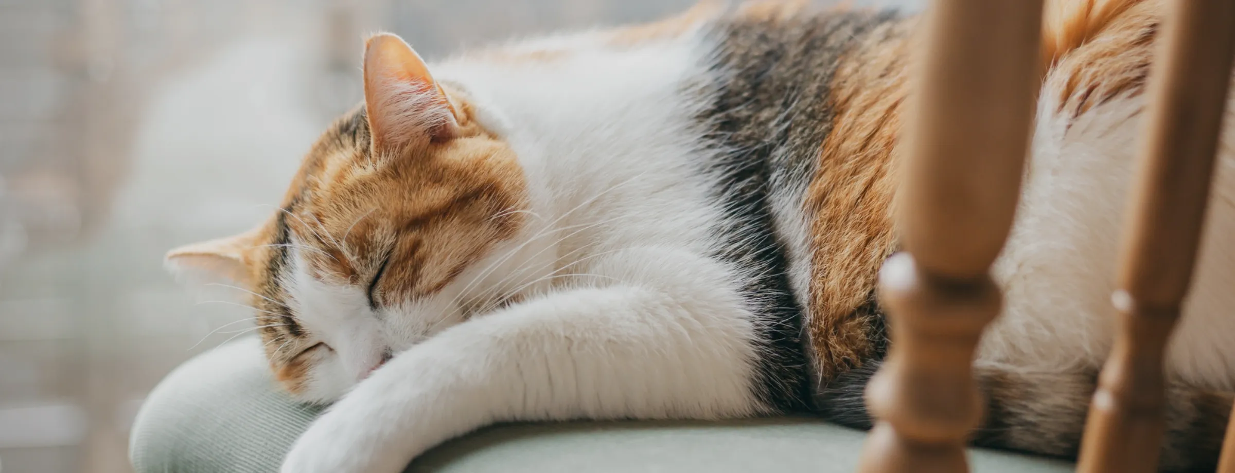 高齢のわんちゃん・ネコさん