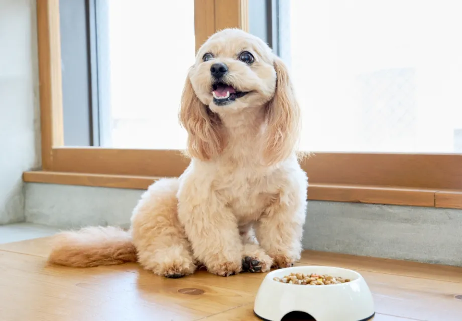 ご飯を食べさせるだけでもお気軽に
