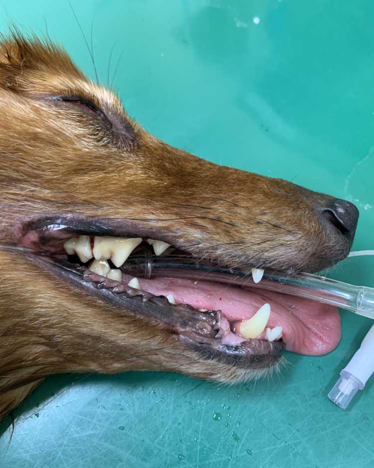 鹿児島市 動物病院 yuka犬と猫のクリニック 歯科処置のアフター