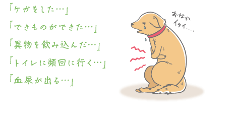 鹿児島市 動物病院　yuka犬と猫のクリニック 怪我している犬