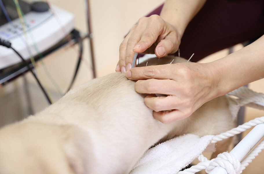 鹿児島市 動物病院 yuka犬と猫のクリニック 鍼治療：猫