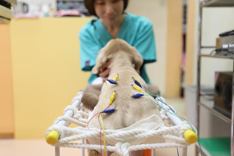 鹿児島市 動物病院 yuka犬と猫のクリニック 鍼治療：犬